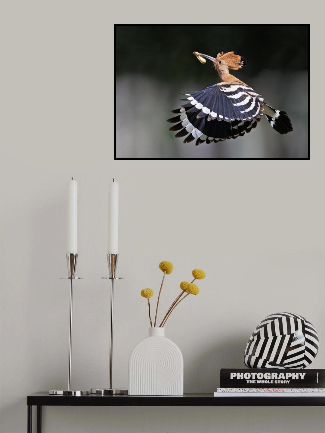 Hoopoe,Feeding.. Poster och Canvastavla