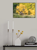Red deer in heat 2 Poster och Canvastavla