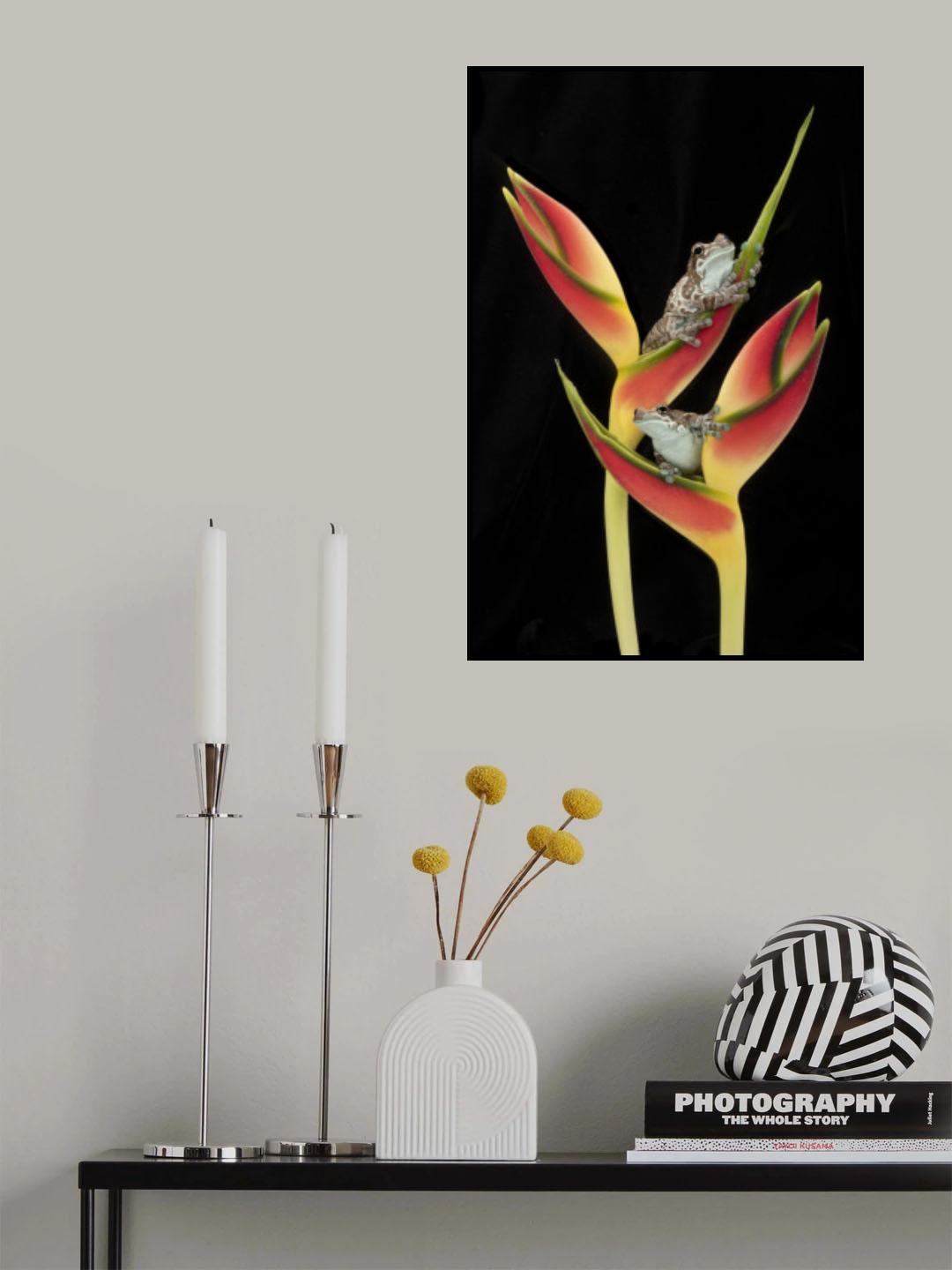 Amazon Milk Frogs on Tropical Stem Poster och Canvastavla