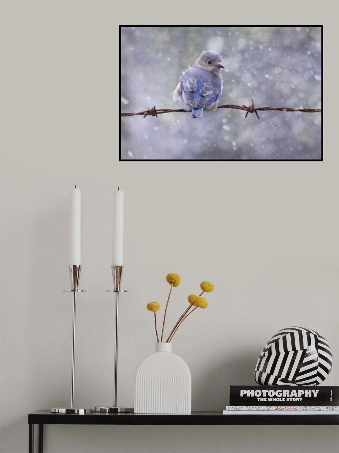 Eastern Bluebird Poster och Canvastavla