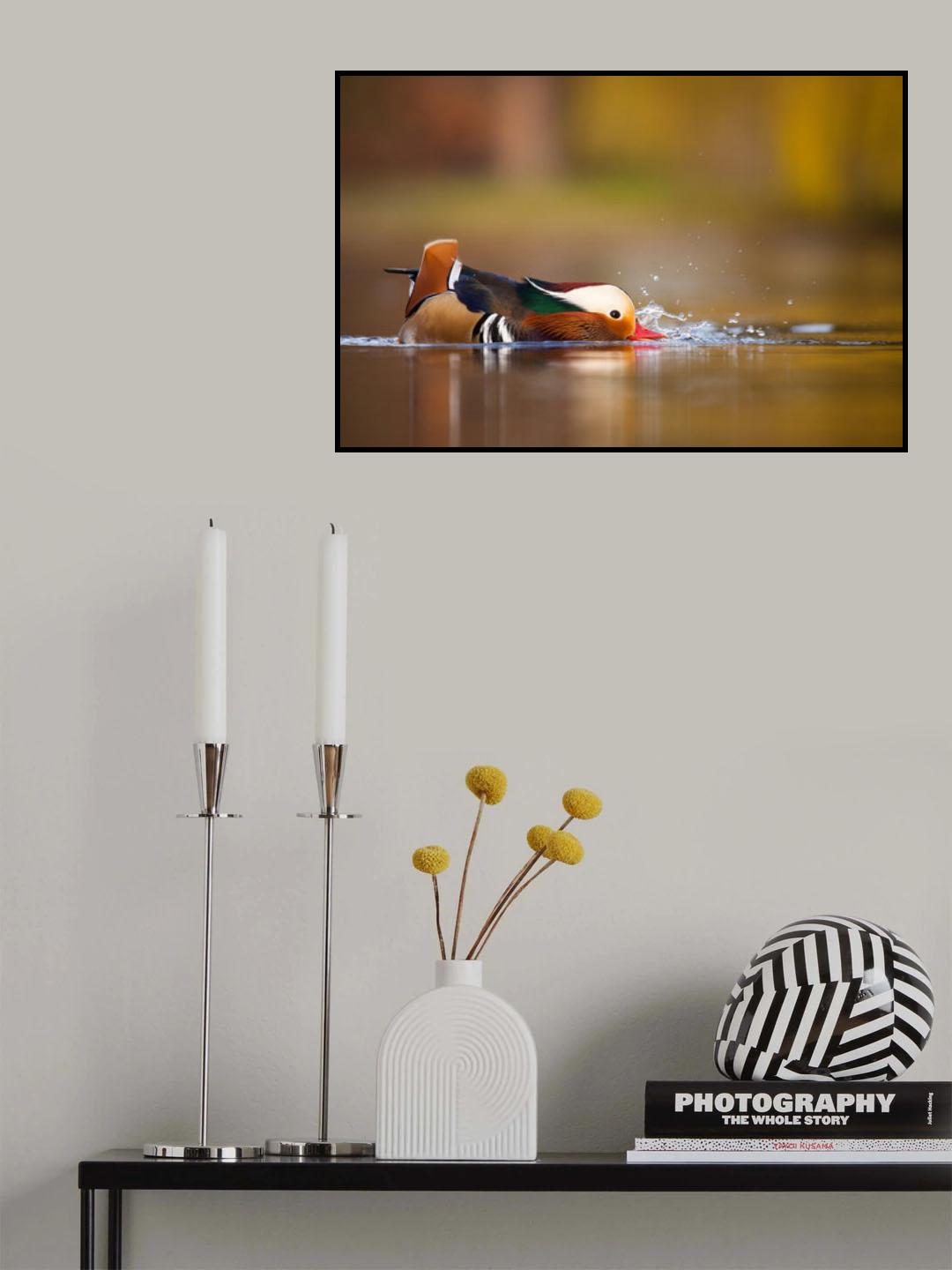 Mandarin duck Poster och Canvastavla