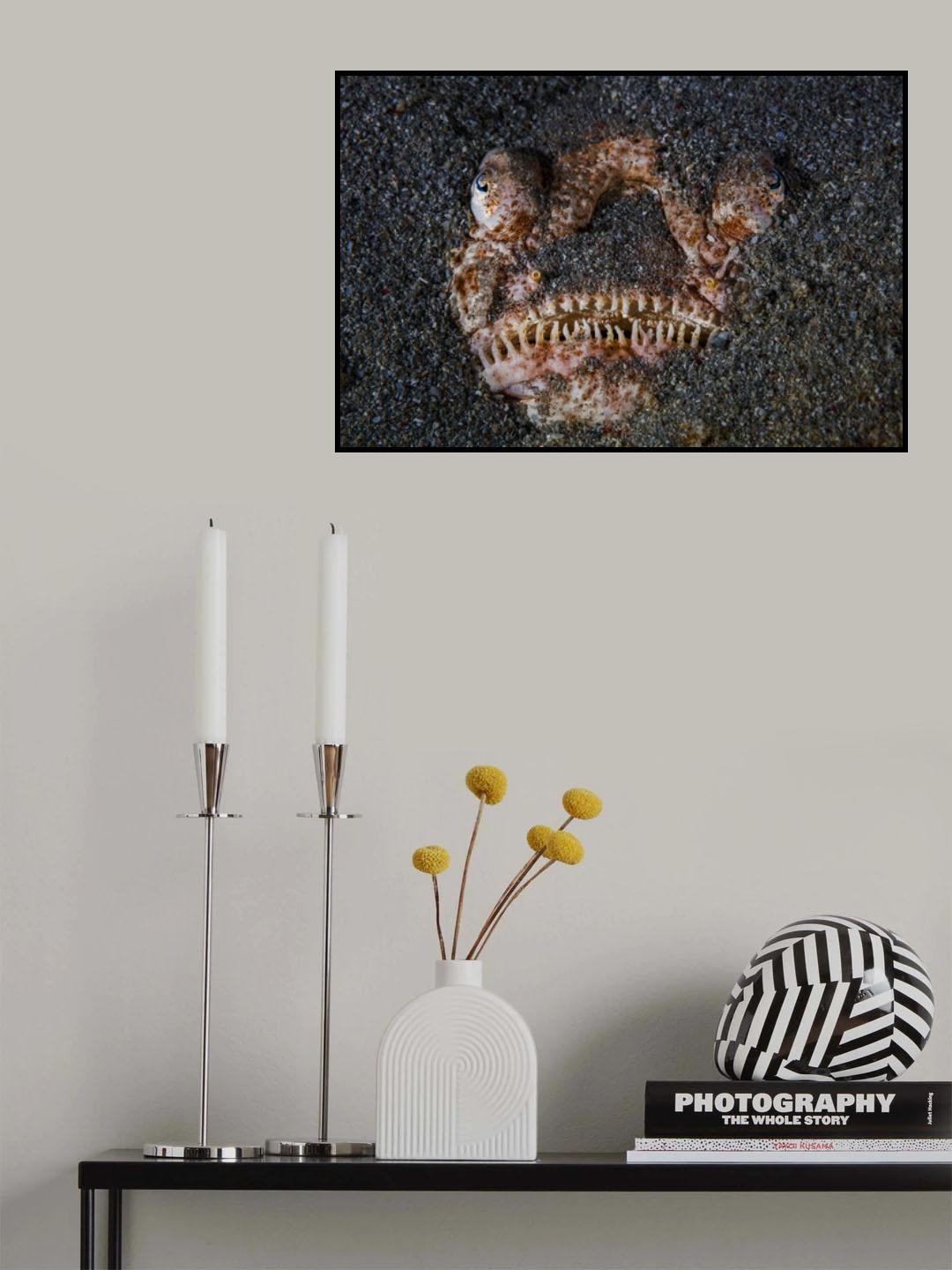Atlantic stargazer!!! Poster och Canvastavla