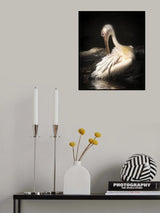 pelican Poster och Canvastavla