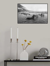 Washing the Horse Poster och Canvastavla