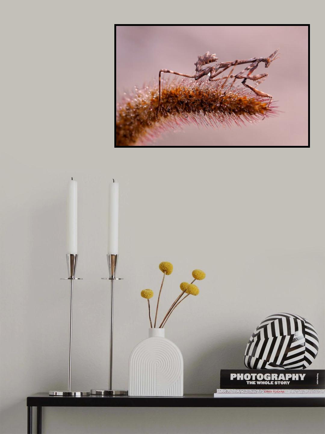 Dew at dawn... Poster och Canvastavla