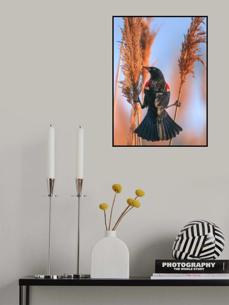 Balance Poster och Canvastavla
