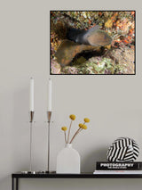 Moray Eel Poster och Canvastavla