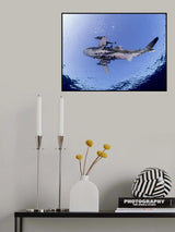 Oceanic White Tip Shark Poster och Canvastavla