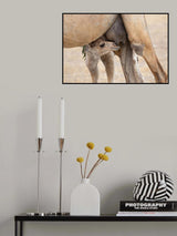 Feeding Poster och Canvastavla