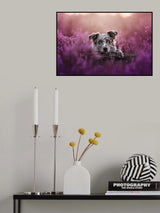 Tired puppy Poster och Canvastavla