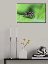 Jumping Spider Poster och Canvastavla