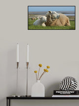 Sheep by the sea - lamb and ewe resting Poster och Canvastavla
