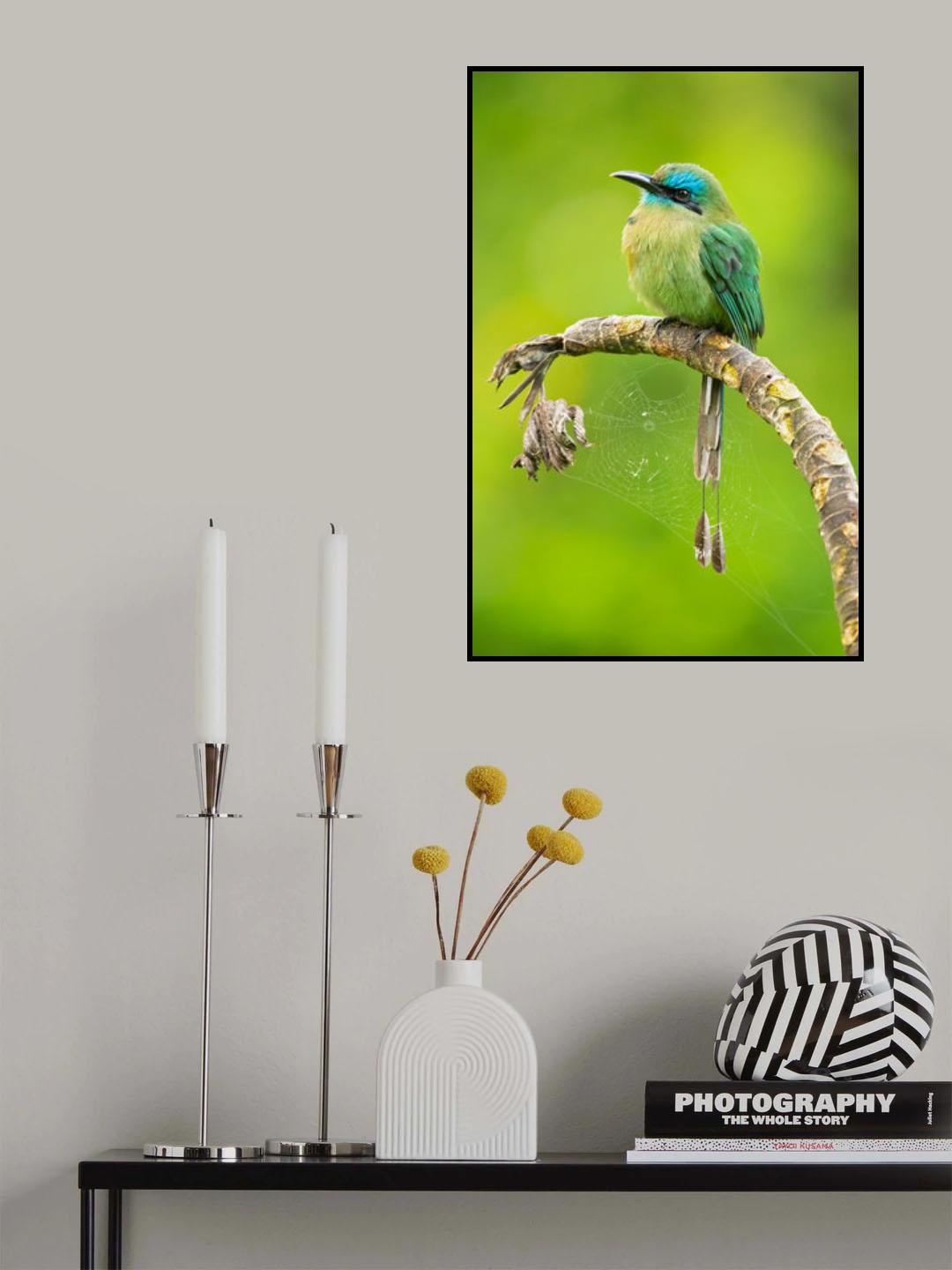 Keel-billed motmot Poster och Canvastavla