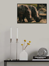 Pair of African Rhinoceroses Poster och Canvastavla