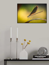 dragonfly Poster och Canvastavla