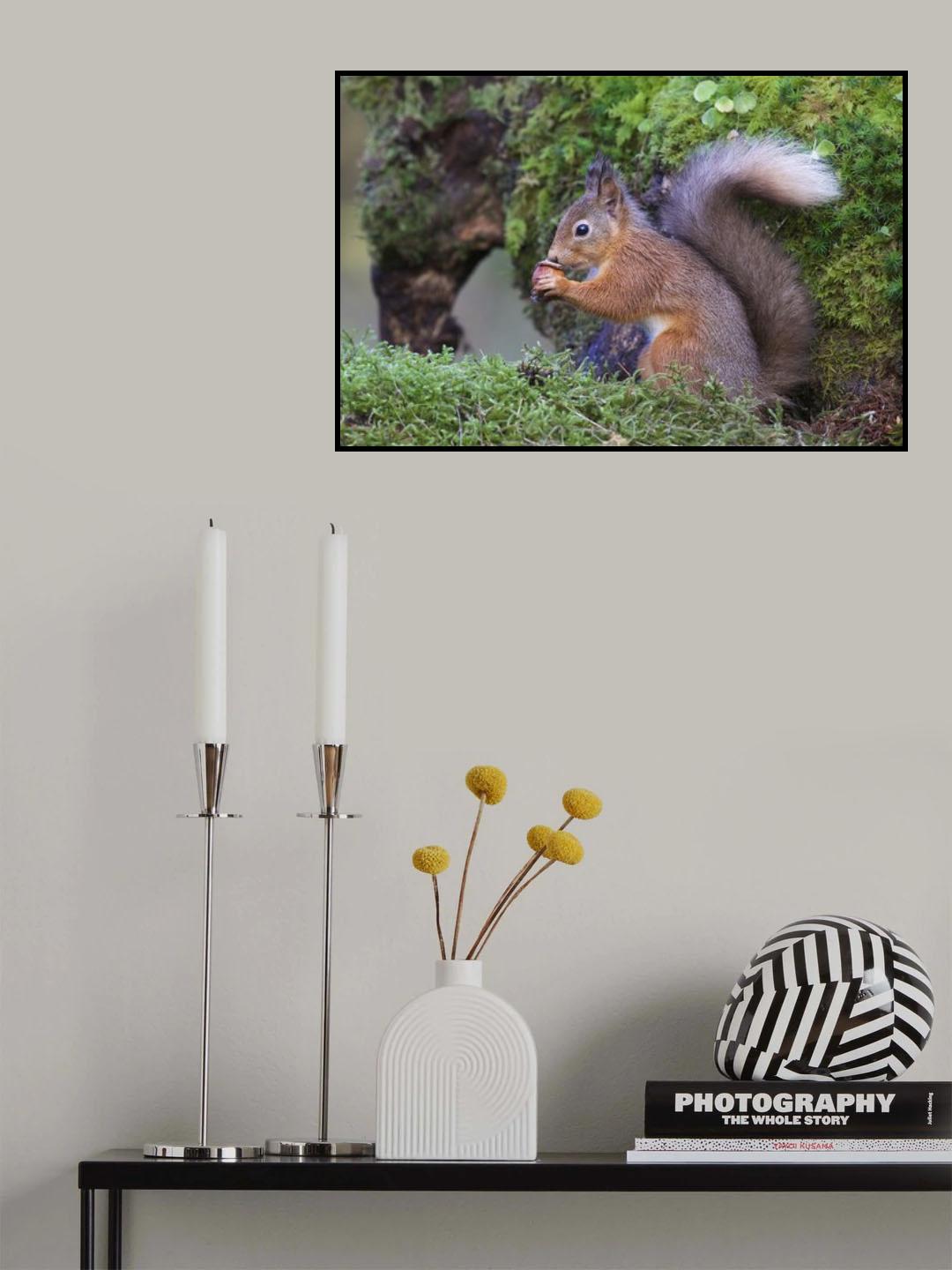Red Squirrel Poster och Canvastavla