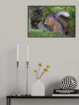 Red Squirrel Poster och Canvastavla