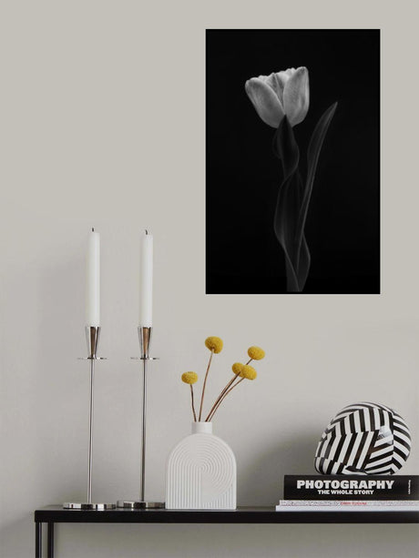 Tulip Poster och Canvastavla