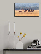 Red Deer Poster och Canvastavla