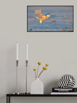 Snowy Owl Poster och Canvastavla