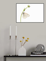 Beauty in high key Poster och Canvastavla