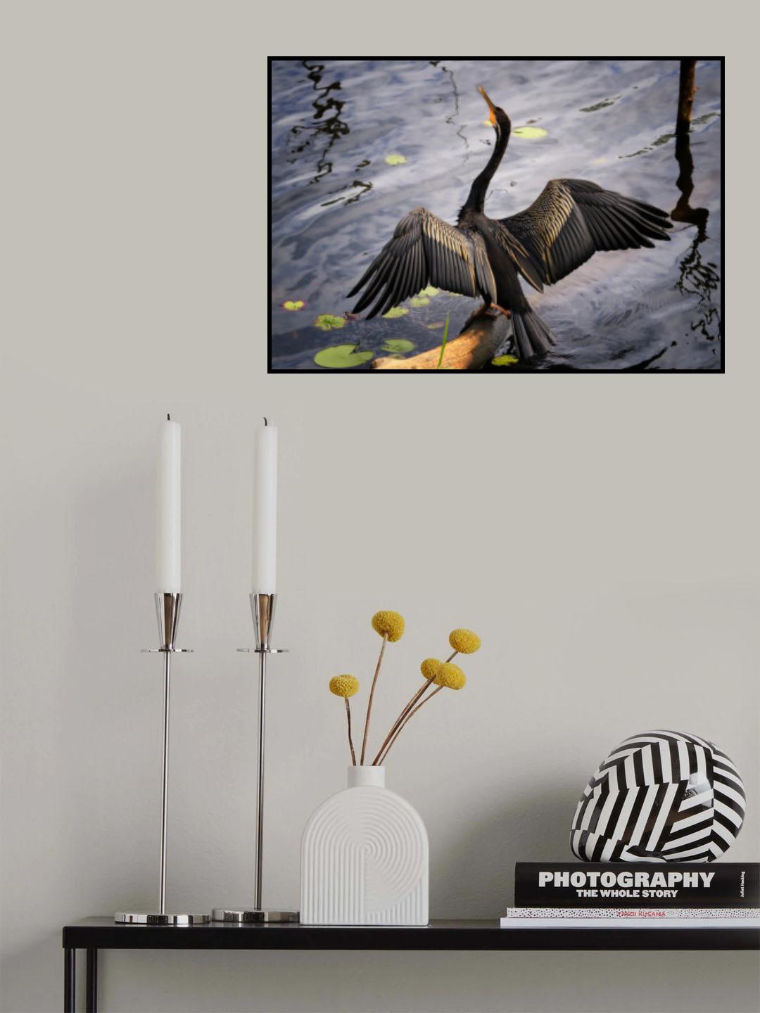 Australasian darter Poster och Canvastavla