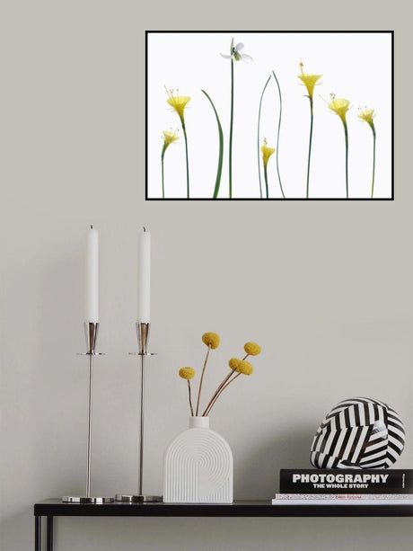 Spring flowers Poster och Canvastavla