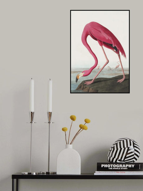 Pink Flamingo Ii From Birds of America (1827) Poster och Canvastavla