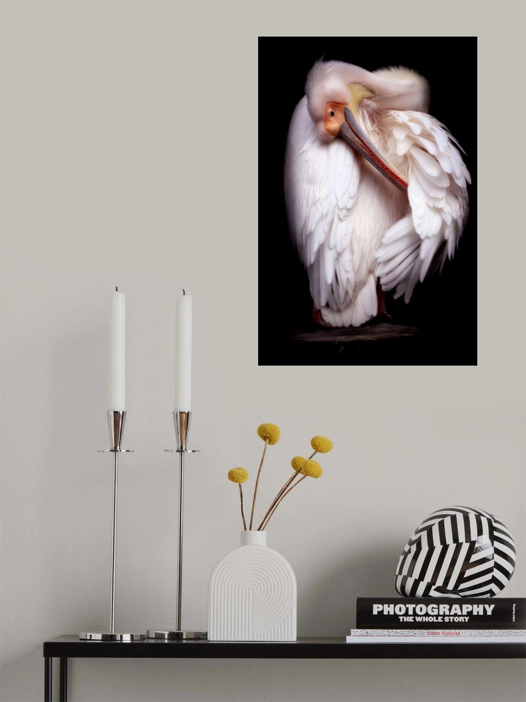 Pelican's portrait Poster och Canvastavla