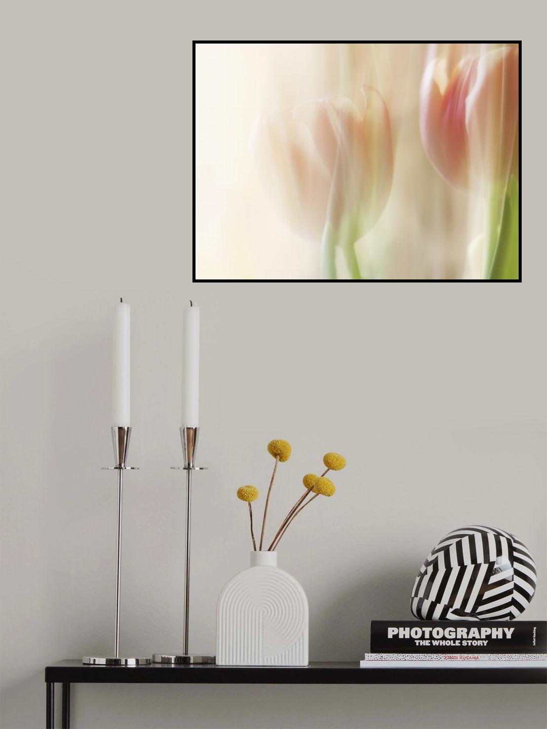 Shy tulips Poster och Canvastavla