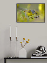 Nashville warbler Poster och Canvastavla