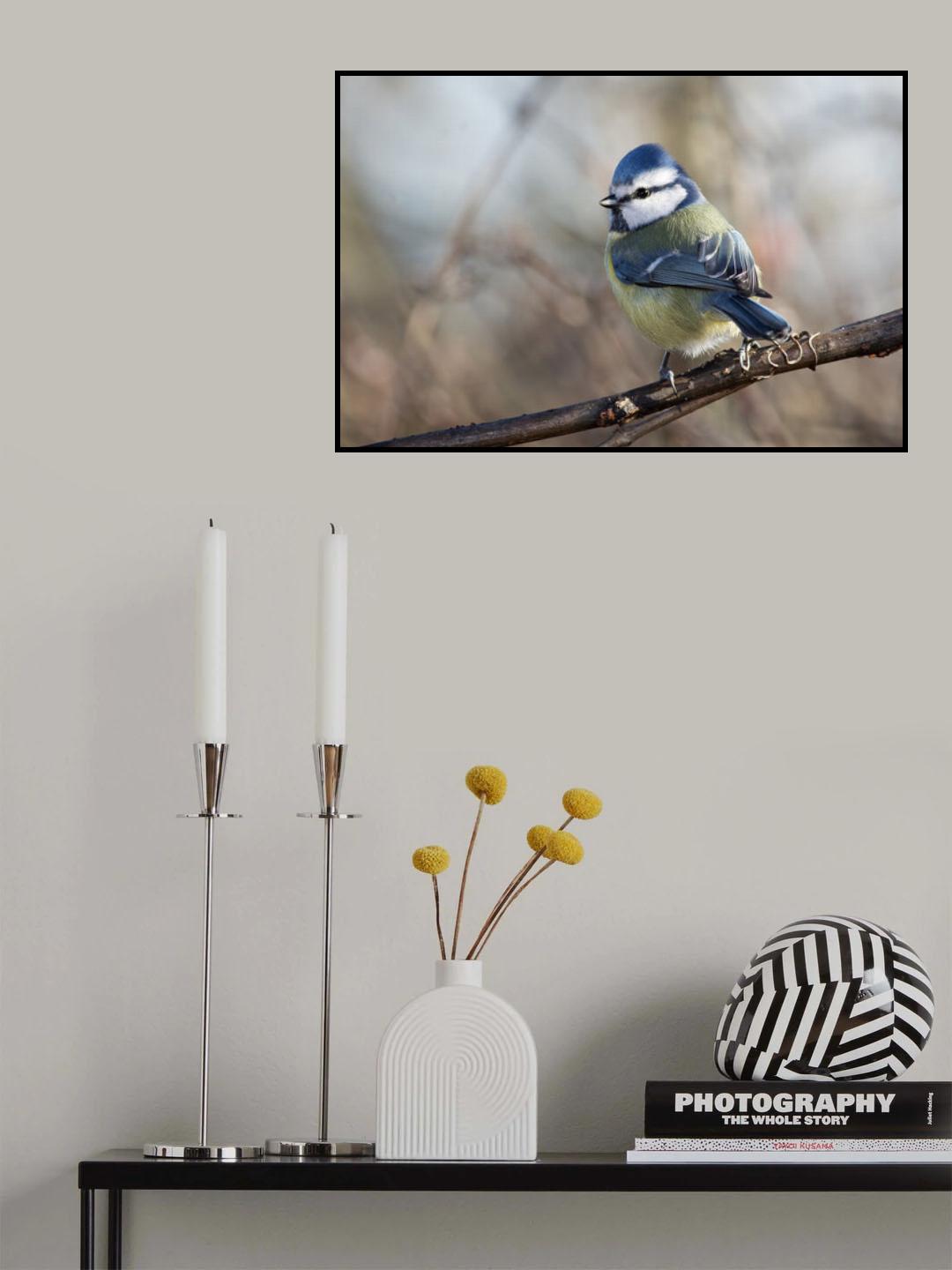 Cinciarella Poster och Canvastavla