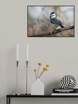 Cinciarella Poster och Canvastavla
