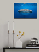 Face to Face with a whale shark Poster och Canvastavla