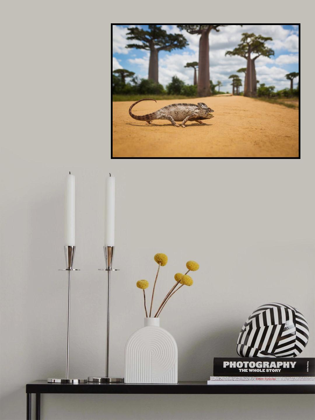 Malagasy Chameleon Poster och Canvastavla