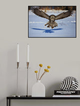 In your face - Great Grey Owl Poster och Canvastavla
