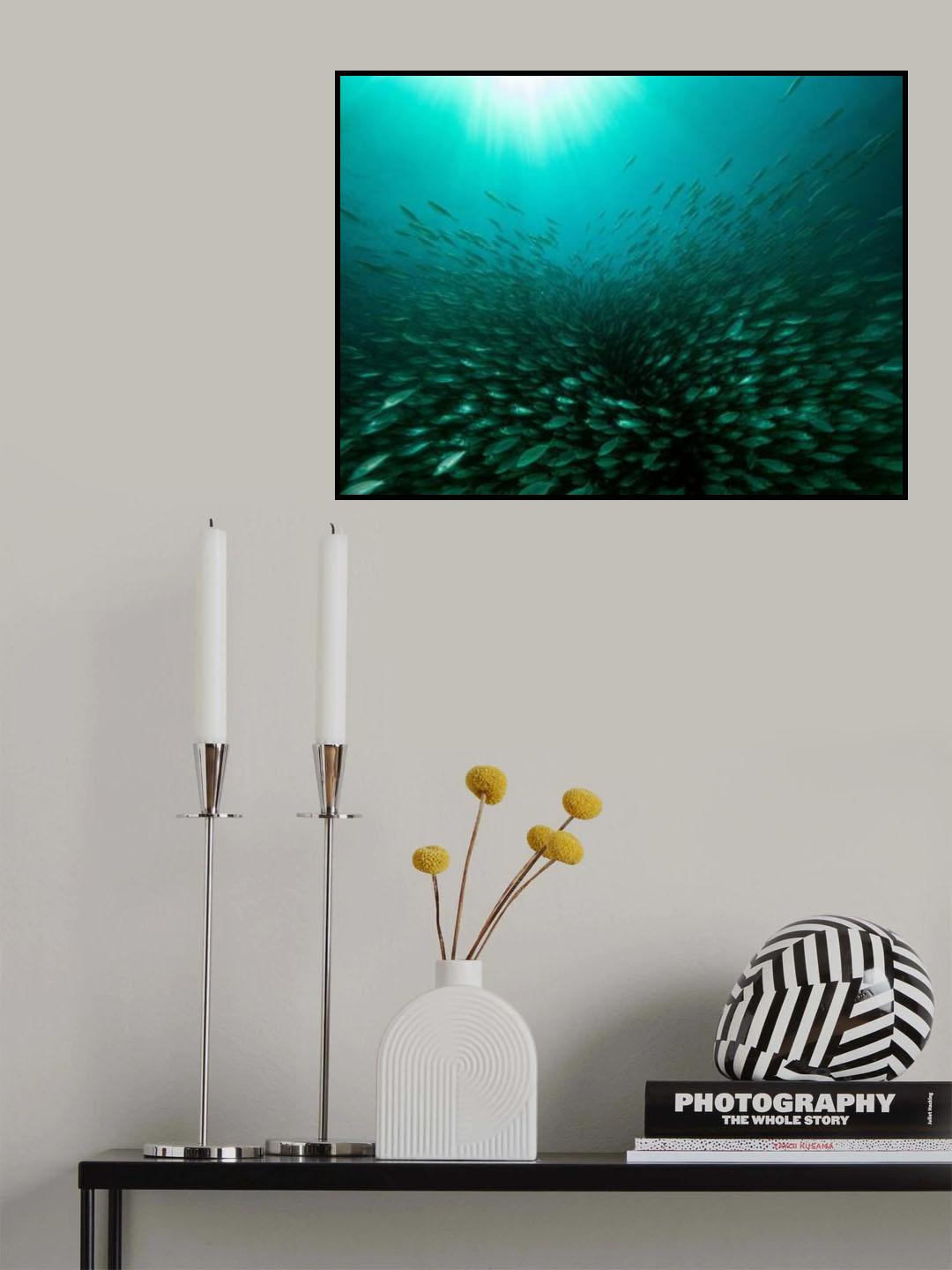 Scholl of Sardines Poster och Canvastavla