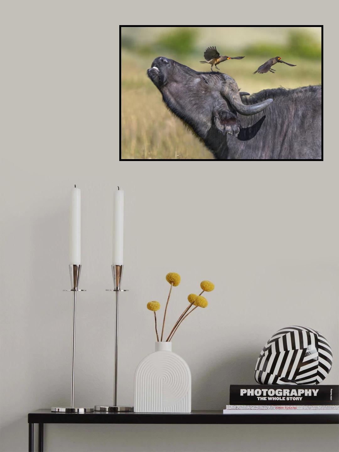 Oxpeckers and  buffalo Poster och Canvastavla