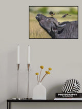 Oxpeckers and  buffalo Poster och Canvastavla