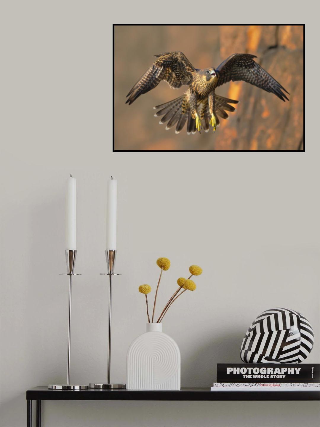 Peregrine Falcon Poster och Canvastavla