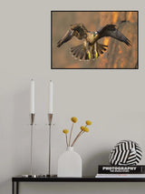 Peregrine Falcon Poster och Canvastavla