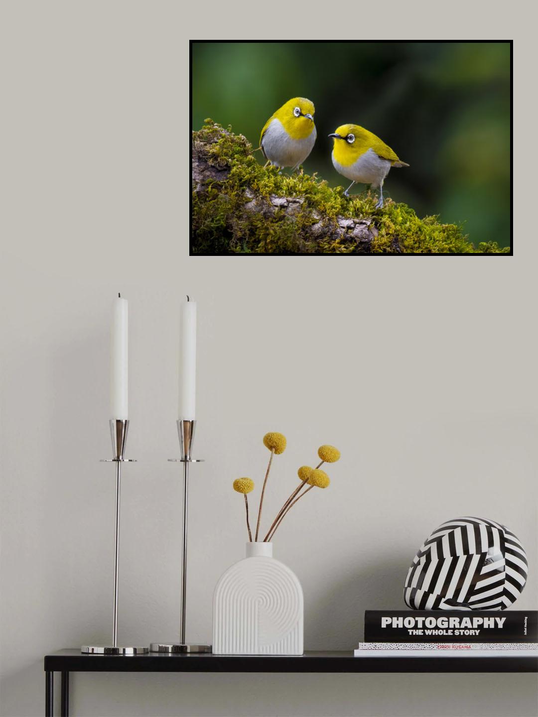 Indian white-eye Poster och Canvastavla