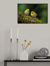 Indian white-eye Poster och Canvastavla