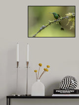 Booted Raquet_Tail Hummingbird Poster och Canvastavla