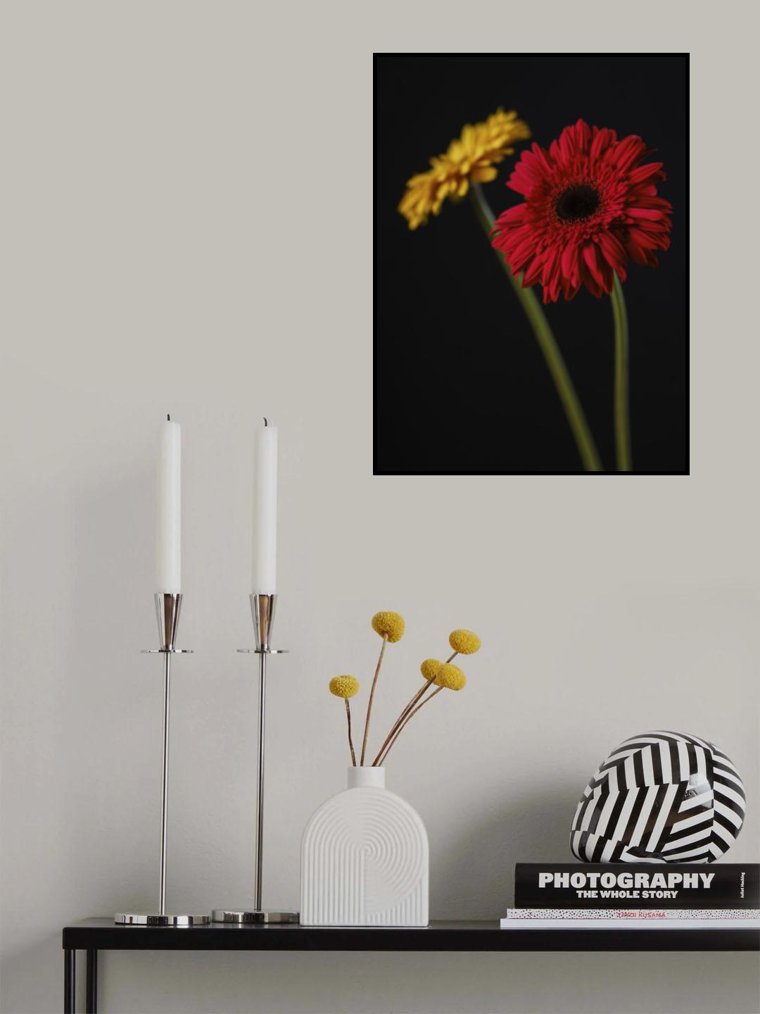 multicolored Gerbera flowers Poster och Canvastavla
