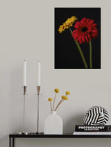multicolored Gerbera flowers Poster och Canvastavla