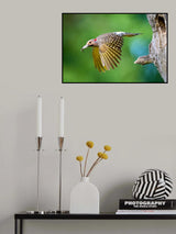 Northern Flicker in Flight Poster och Canvastavla