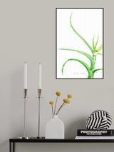Watercolor aloe vera Poster och Canvastavla