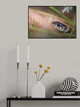 Encounter with a grass snake Poster och Canvastavla