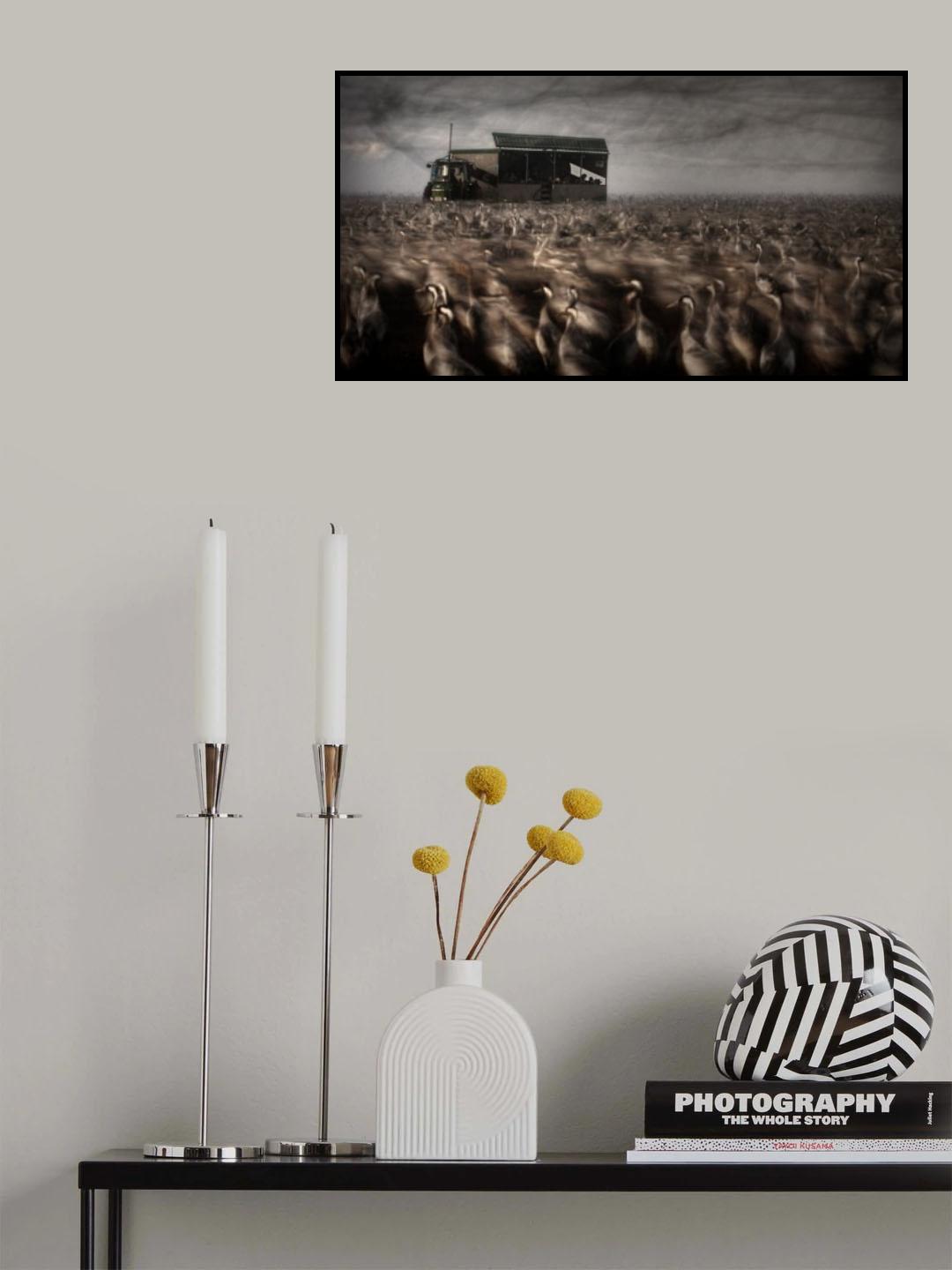 Cranes-Dance Poster och Canvastavla